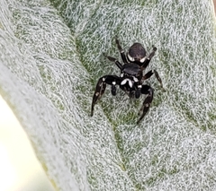 Metaphidippus manni