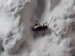 Longitarsus dorsalis