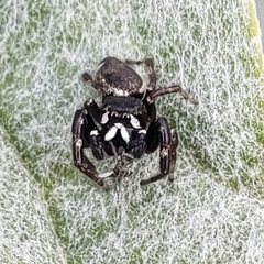 Metaphidippus manni