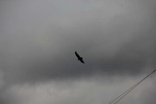 iNaturalist observation photo of Turkey Vulture
