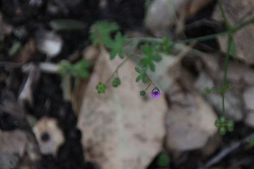 iNaturalist observation photo of geraniums and cranesbills