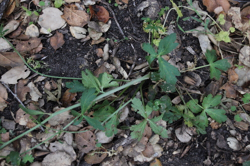 iNaturalist observation photo of sanicles