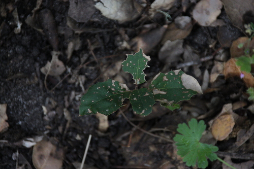 iNaturalist observation photo of coast live oak