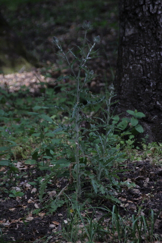 iNaturalist observation photo of Cobwebby Thistle