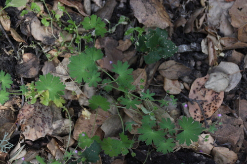 iNaturalist observation photo of geraniums and cranesbills