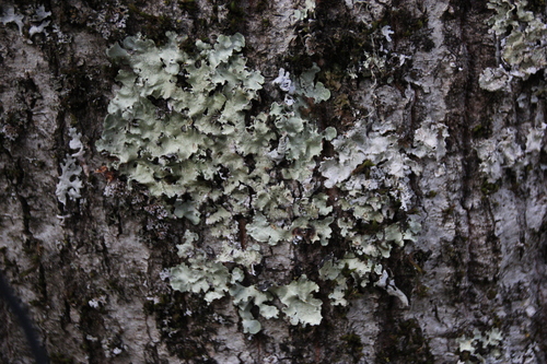 iNaturalist observation photo of Speckled Greenshield Lichens