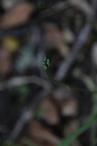 iNaturalist observation photo of flowering plants