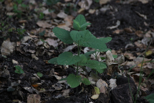iNaturalist observation photo of California Hedge Nettle