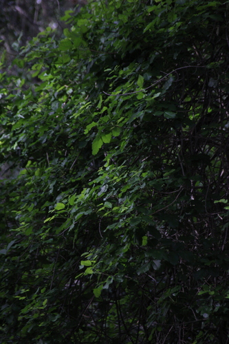 iNaturalist observation photo of Pacific poison oak