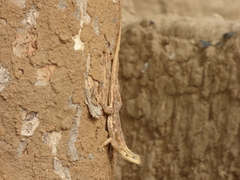 Agama agama