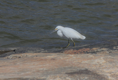 Egretta thula