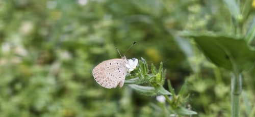 Pale Grass Blue