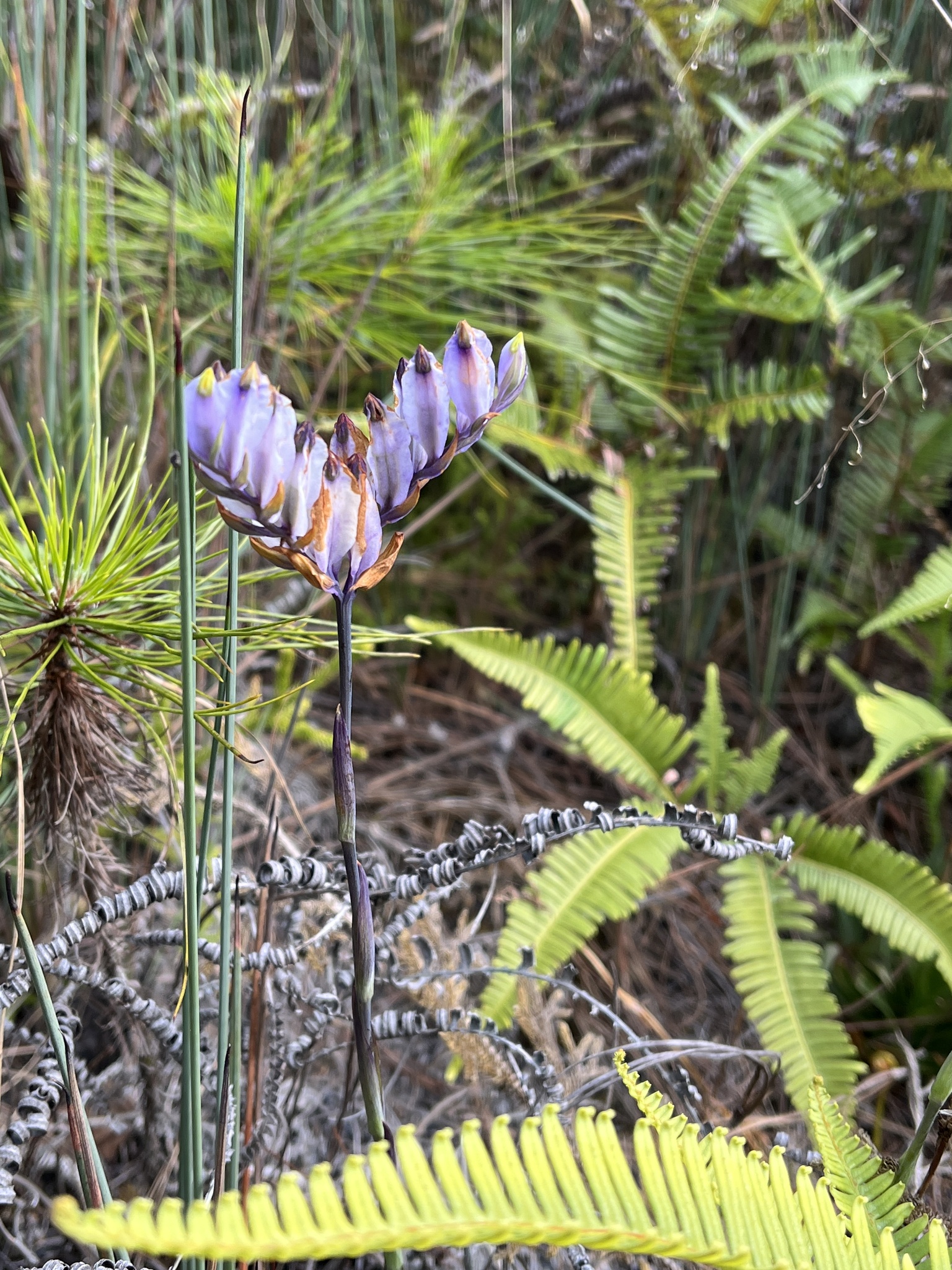 Burmannia disticha — ảnh 2