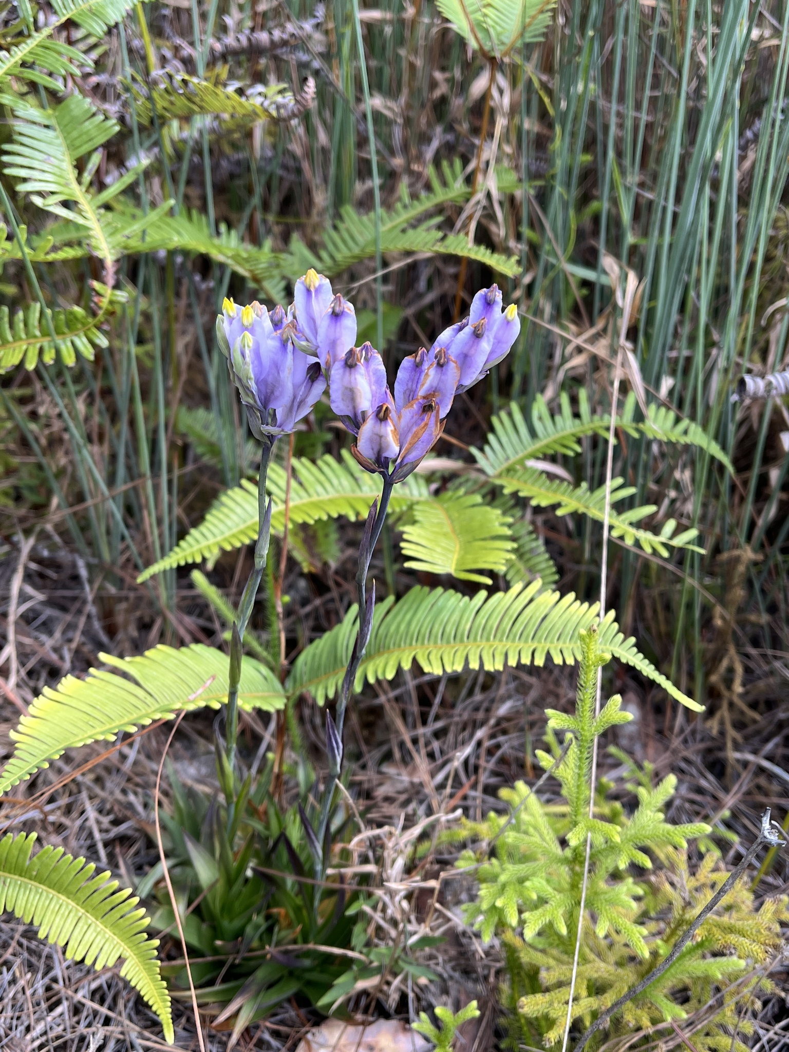 Burmannia disticha — ảnh 3