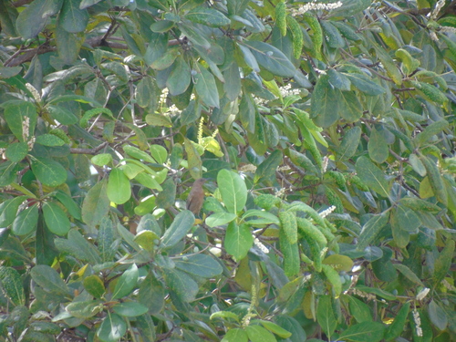 Dusky Myzomela (Myzomela obscura), photo 1