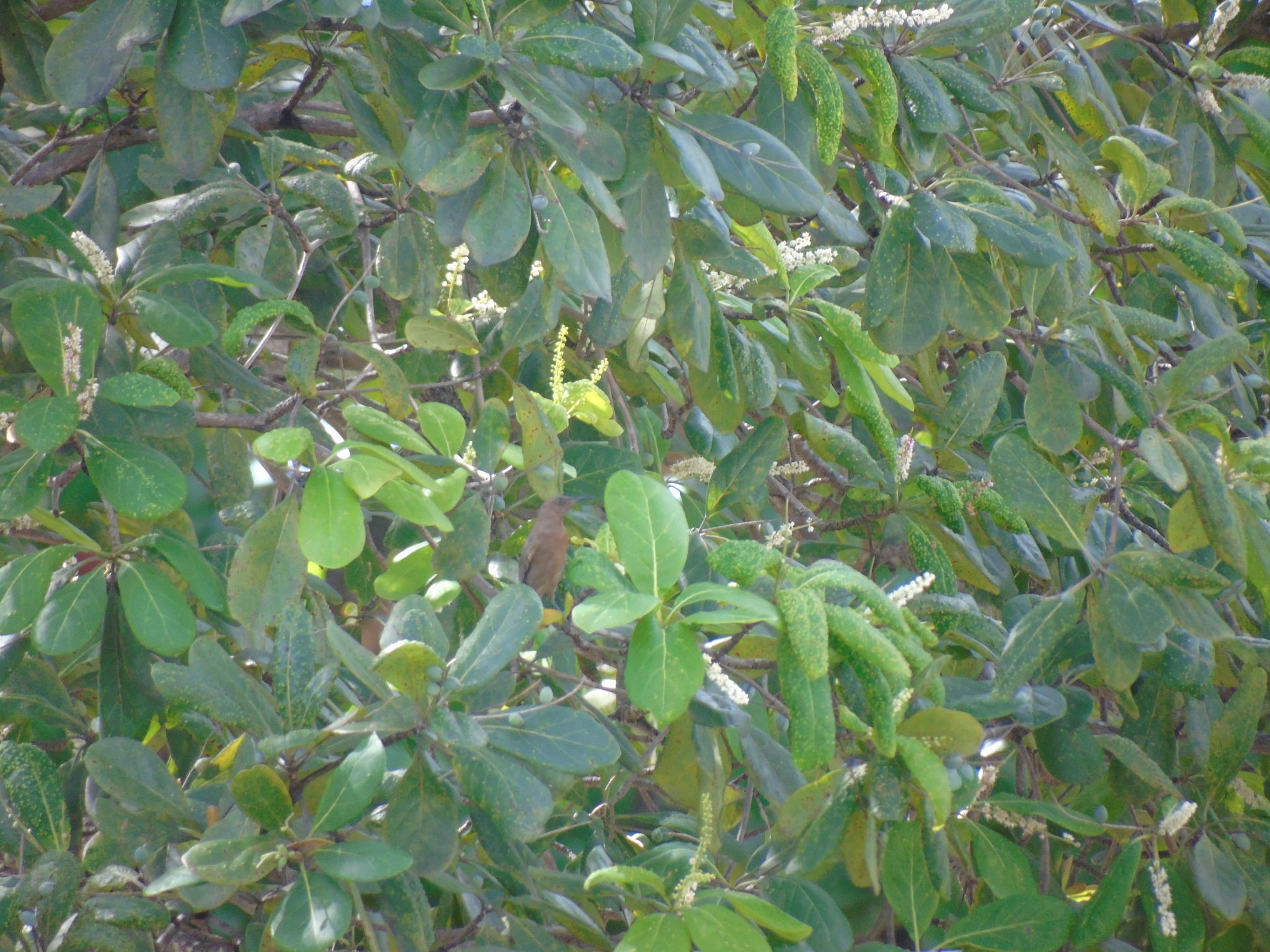 Dusky Myzomela (Myzomela obscura), photo 1