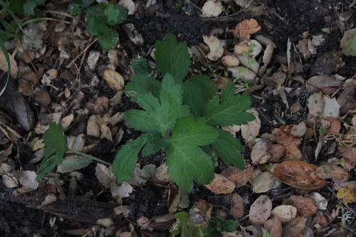 iNaturalist observation photo of sanicles