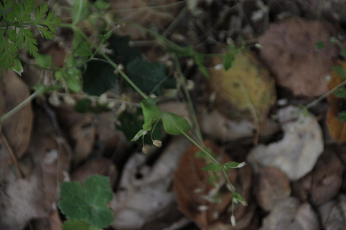 iNaturalist observation photo of common chickweed