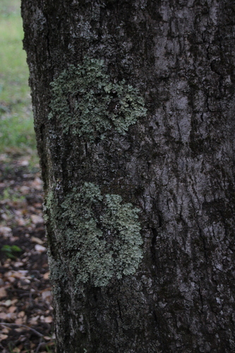 iNaturalist observation photo of typical shield lichens