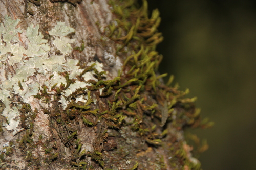 iNaturalist observation photo of Mosses