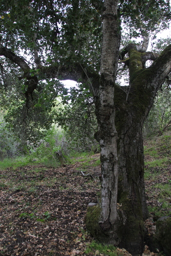 iNaturalist observation photo of coast live oak