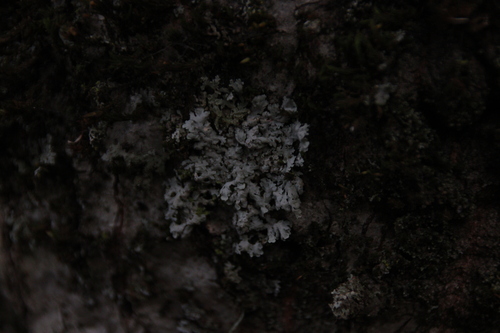 iNaturalist observation photo of rosette lichens, frost lichens, and allies
