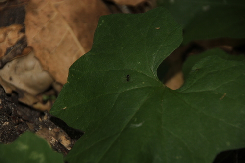 iNaturalist observation photo of Ants