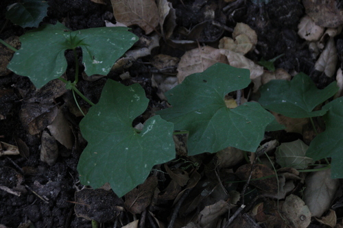iNaturalist observation photo of California manroot