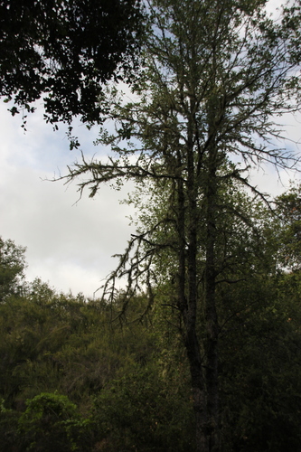 iNaturalist observation photo of Dumosae