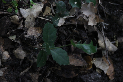 iNaturalist observation photo of coast live oak