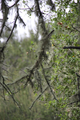 iNaturalist observation photo of Common Lichens