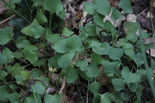 iNaturalist observation photo of California Golden Violet