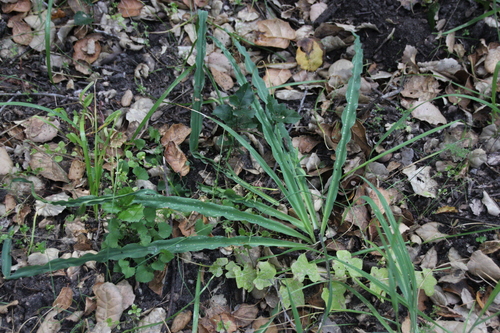 iNaturalist observation photo of wavy-leafed soap plant