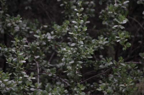 iNaturalist observation photo of honeysuckles