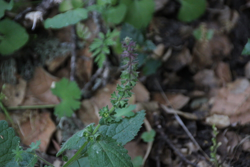 iNaturalist observation photo of California Hedge Nettle