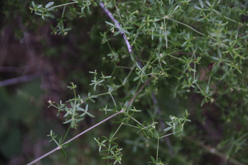 iNaturalist observation photo of bedstraws