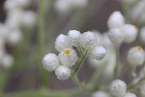 iNaturalist observation photo of California cudweed