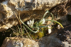 Ornithogalum fimbriatum