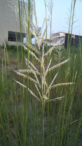Saccharum spontaneum iNat (2)