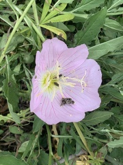 Acmaeodera neglecta neoneglecta