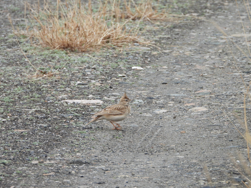 Crested Lark