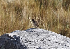 Asthenes humilis