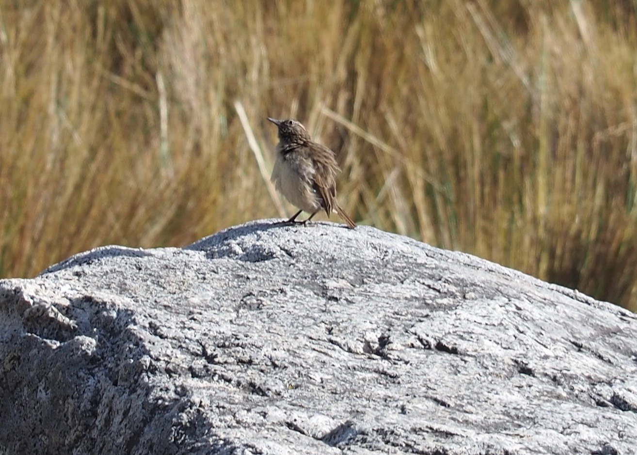 Streak-throated Canastero (Asthenes humilis), photo 10