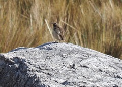 Asthenes humilis