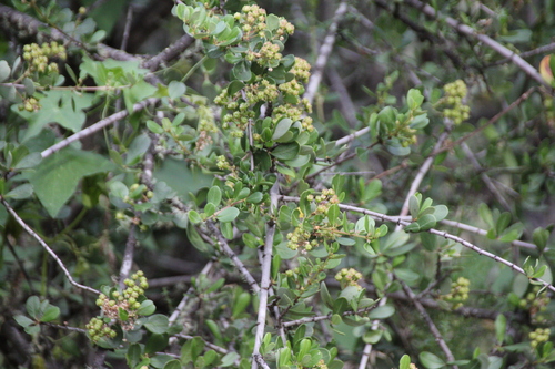 iNaturalist observation photo of Buckbrush