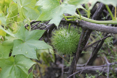 iNaturalist observation photo of California manroot