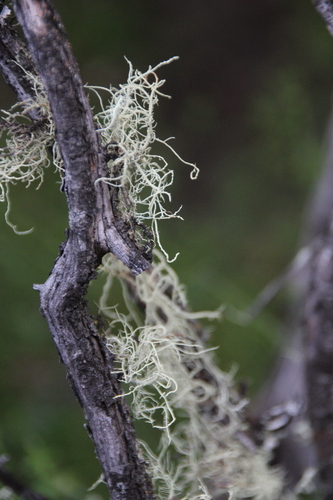 iNaturalist observation photo of Common Lichens