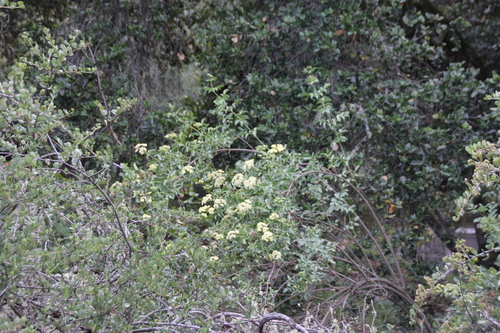 iNaturalist observation photo of Blue Elderberry
