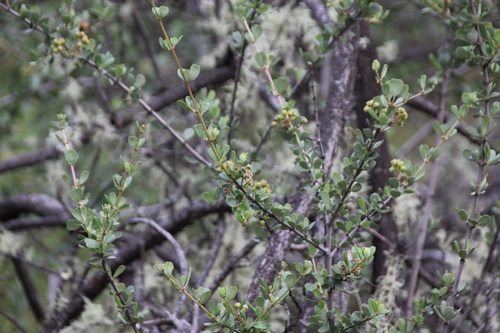 iNaturalist observation photo of Buckbrush