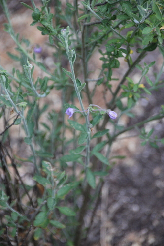 iNaturalist observation photo of bluewitch nightshade